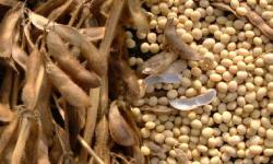 Soybean commodity