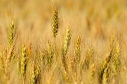 wheat feed